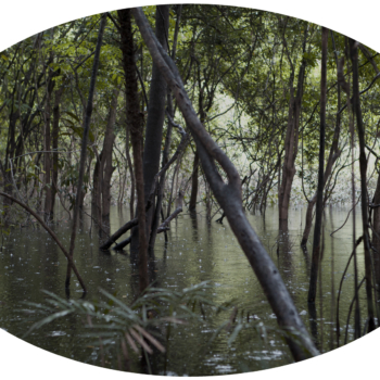 Luzia Simons, Igapó 1, 2013