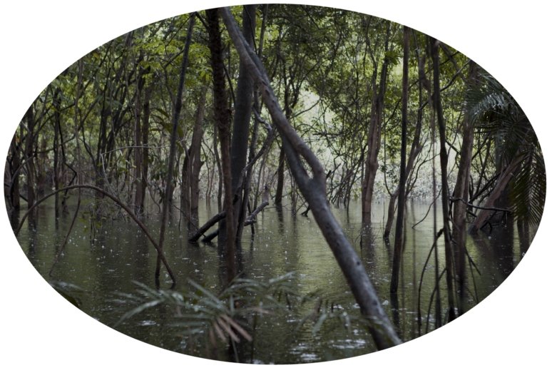 Luzia Simons, Igapó 1, 2013
A1A pigment print
38,8 x 58,4 cm
Edition of 5 + 1 AP