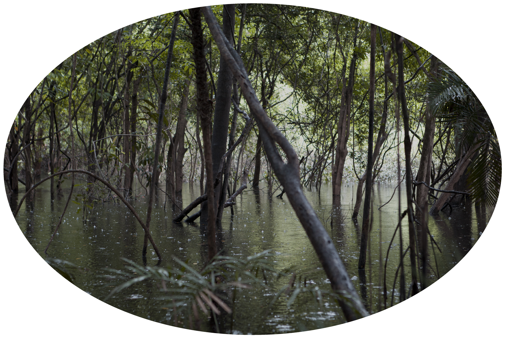Luzia Simons, Igapó 1, 2013
A1A pigment print
38,8 x 58,4 cm
Edition of 5 + 1 AP