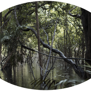 Luzia Simons, Igapó 2, 2013