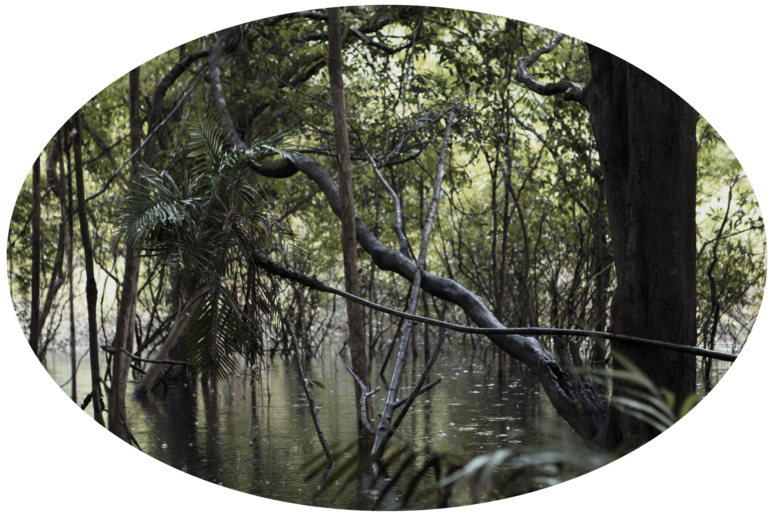 Luzia Simons, Igapó 2, 2013
A1A pigment print
38,8 x 58,4 cm
Edition of 5 + 1 AP