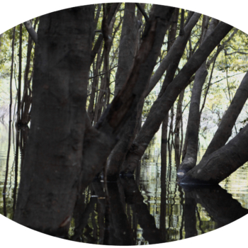 Luzia Simons, Igapó 3, 2013