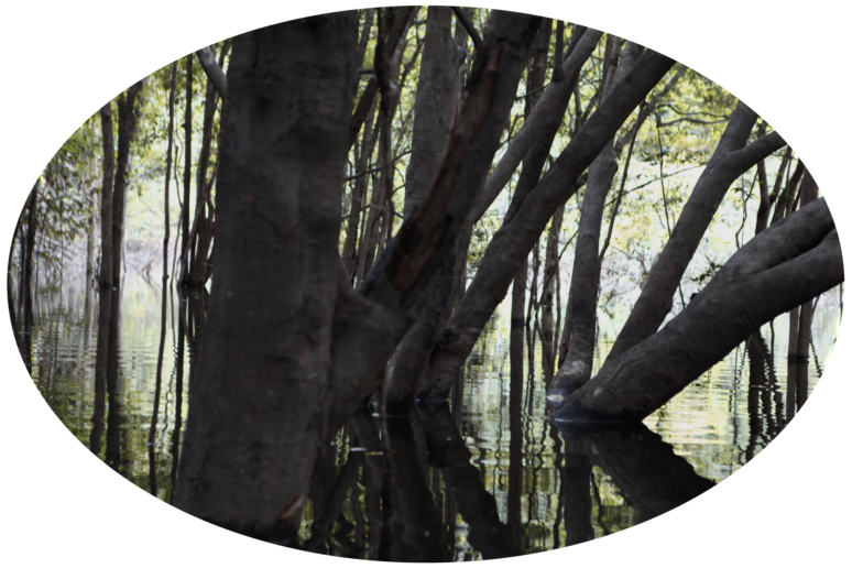 Luzia Simons, Igapó 3, 2013
A1A pigment print
38,8 x 58,4 cm
Edition of 5 + 1 AP