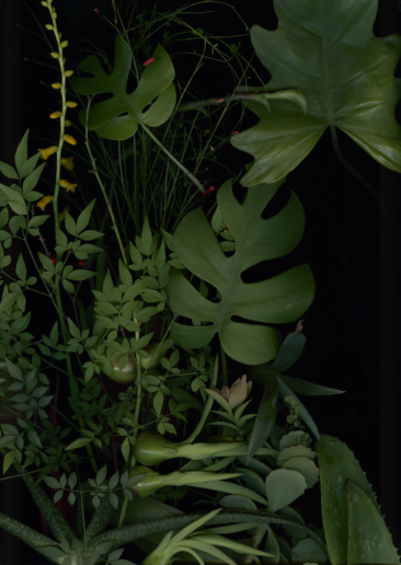 Luzia Simons, Jardim 04, 2014
Pigment print on Japanese Mitusamata paper
193 x 121 cm 
Edition of 5 + 2 AP
