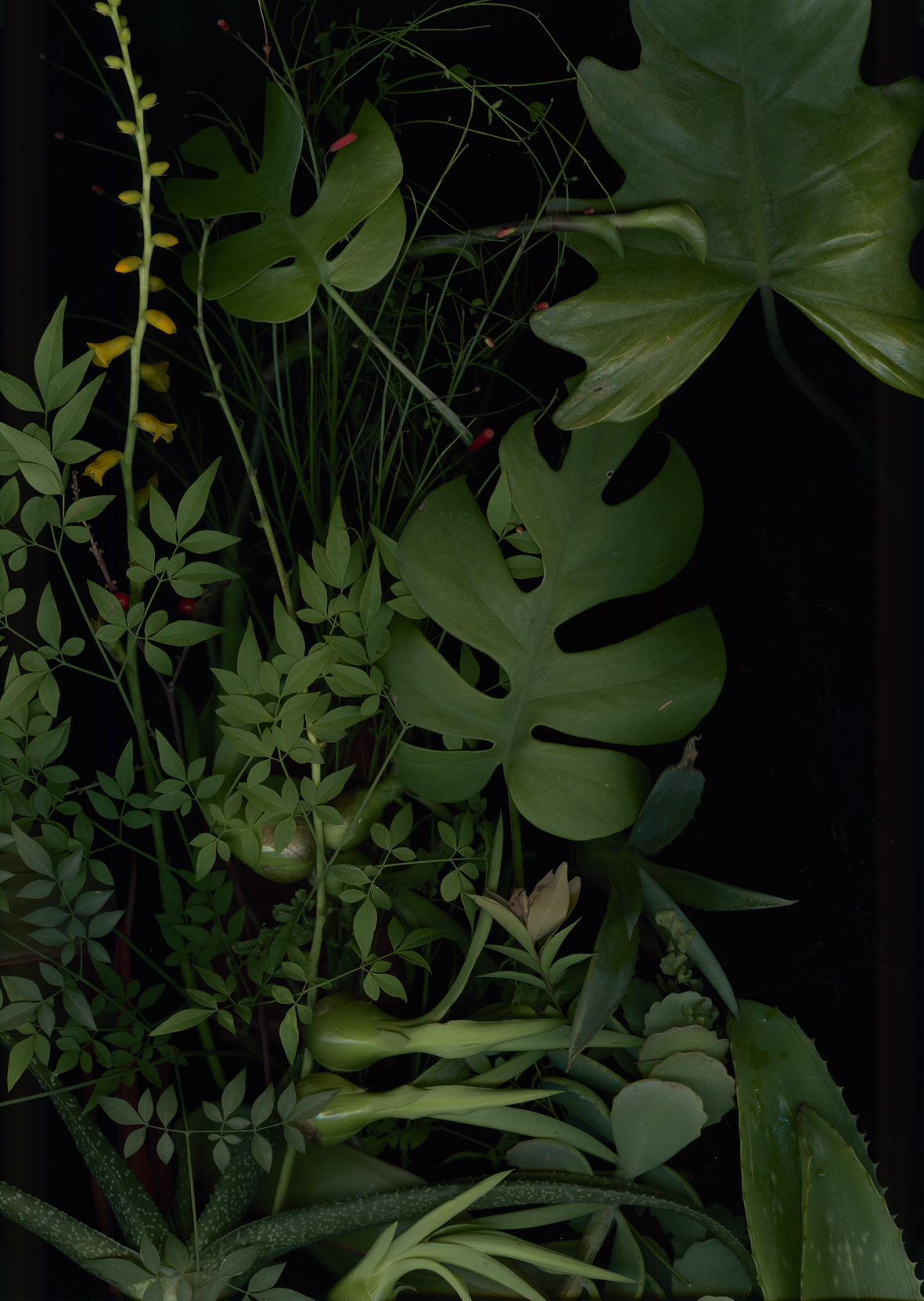 Luzia Simons, Jardim 04, 2014
Pigment print on Japanese Mitusamata paper
193 x 121 cm 
Edition of 5 + 2 AP
