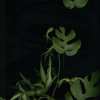 Luzia Simons, Jardim 05, 2014