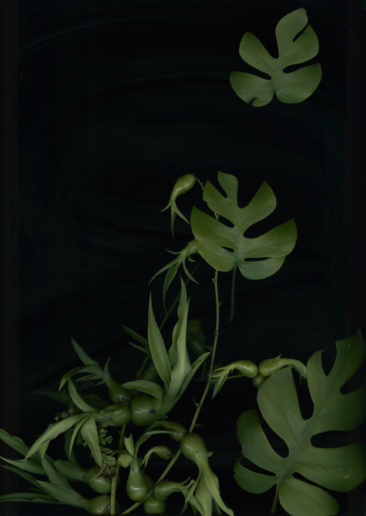 Luzia Simons, Jardim 05, 2014
Pigment print on Japanese Mitusamata paper
193 x 121 cm
Edition of 5 + 2 AP
