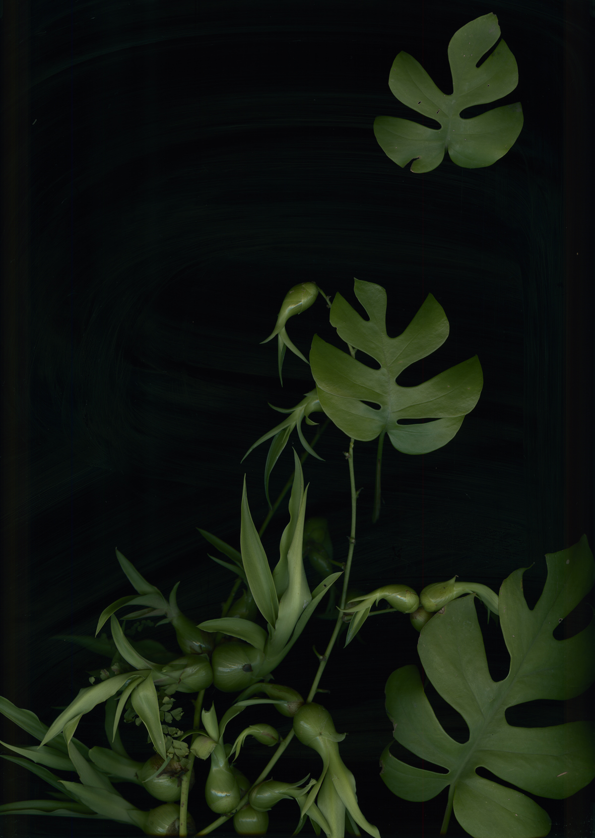 Luzia Simons, Jardim 05, 2014
Pigment print on Japanese Mitusamata paper
193 x 121 cm
Edition of 5 + 2 AP
