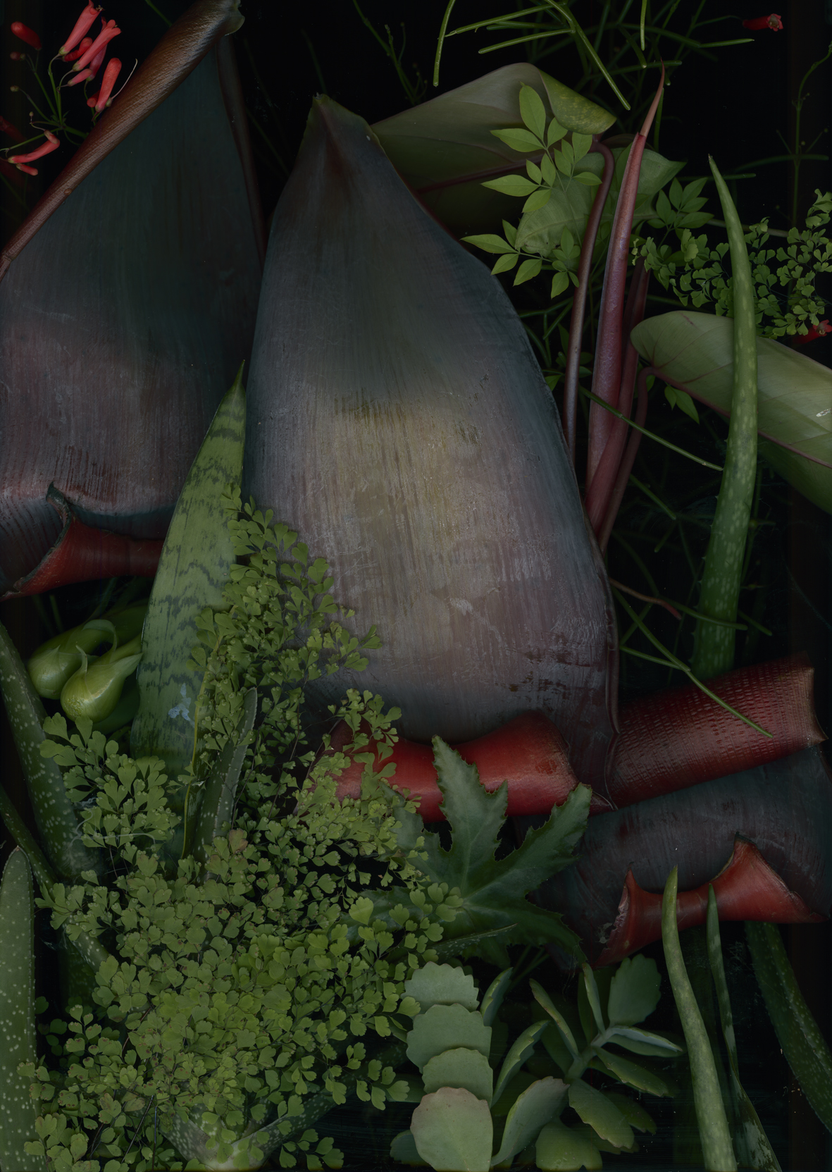 Luzia Simons, Jardim 08, 2014
Pigment print on Japanese Mitusamata paper
193 x 121 cm 
Edition of 5 + 2 AP
