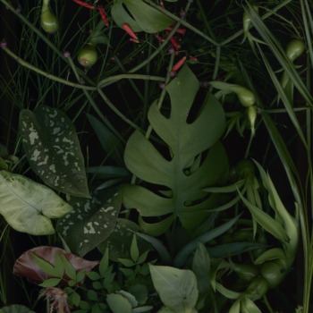 Luzia Simons, Jardim 10, 2014