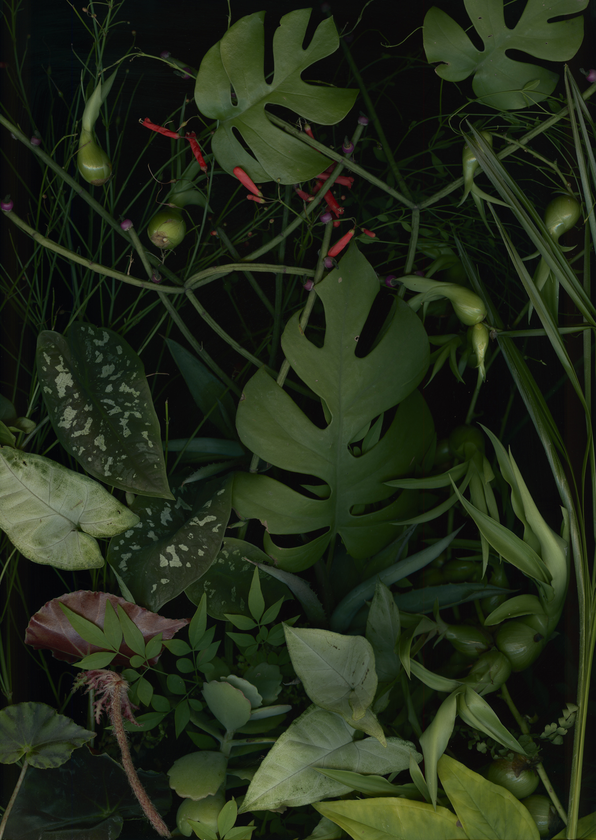 Luzia Simons, Jardim 10, 2014
Pigment print on Japanese Mitusamata paper
193 x 121 cm 
Edition of 5 + 2 AP
