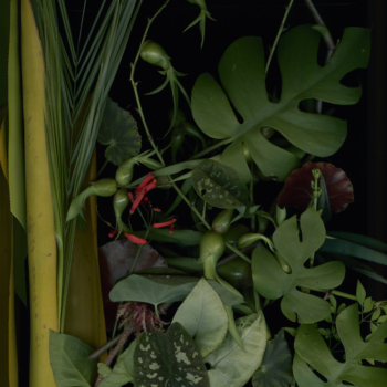 Luzia Simons, Jardim 11, 2014