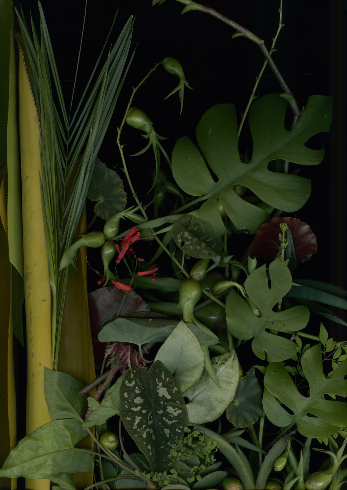 Luzia Simons, Jardim 11, 2014
Pigment print on Japanese Mitusamata paper
193 x 121 cm
Edition of 5 + 2 AP
