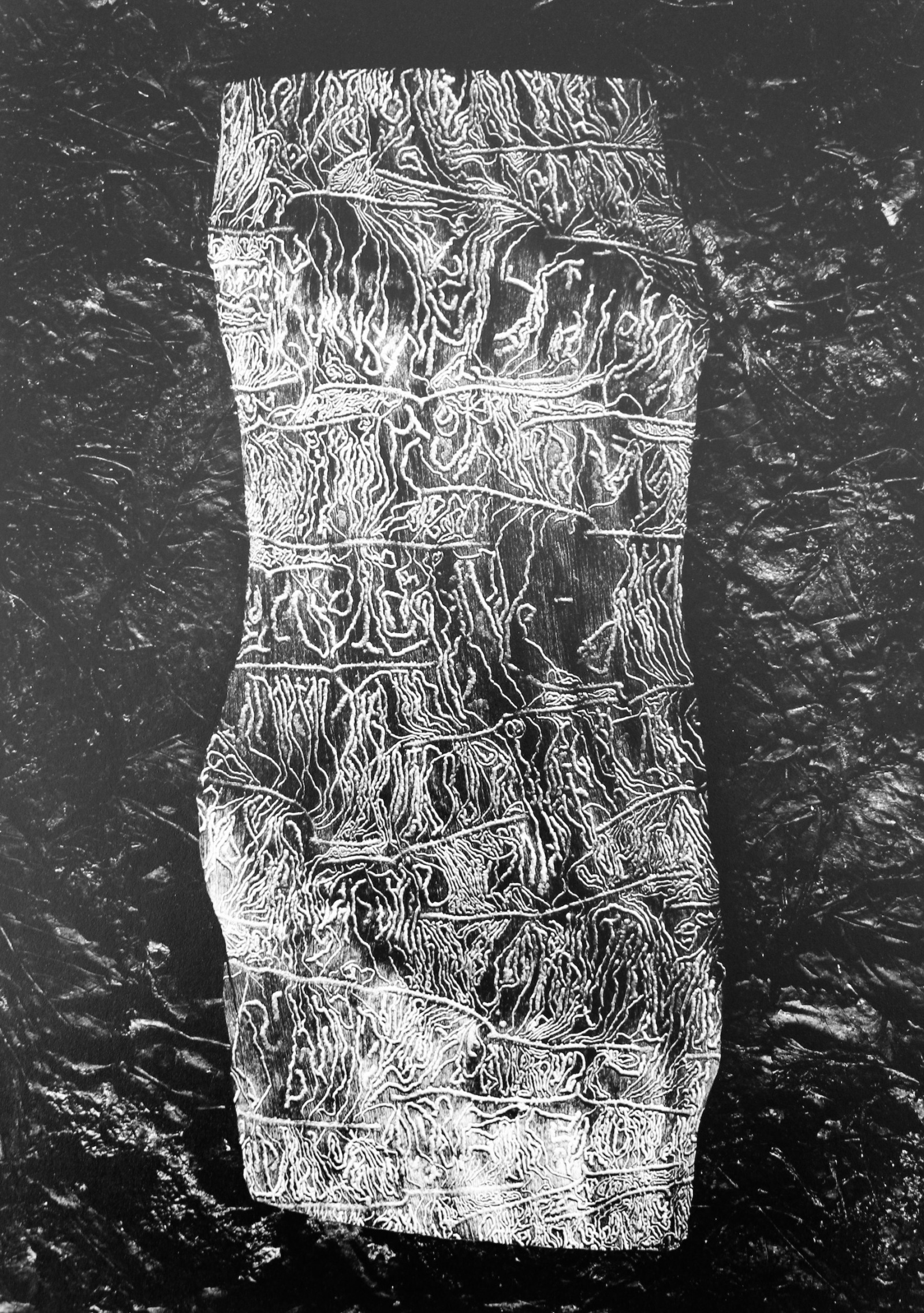 Jean Dieuzaide, Sous l’ecorce, 1976
Gelatin silver print, mounted on paper
39 x 28 cm (image)/ 64,5 x 50 cm (sheet)
Signed, captioned and dated by photographer recto