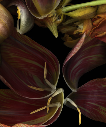 Luzia Simons, Stockage 135, 2006
Lighjet Print on Diasec
40 x 33 cm
Edition of 10 + 1 AP