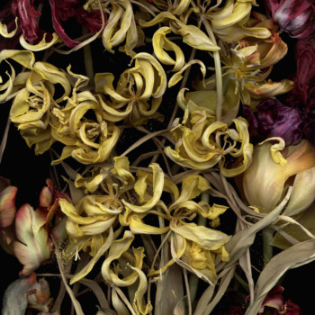 Luzia Simons, Stockage 95, 2011
