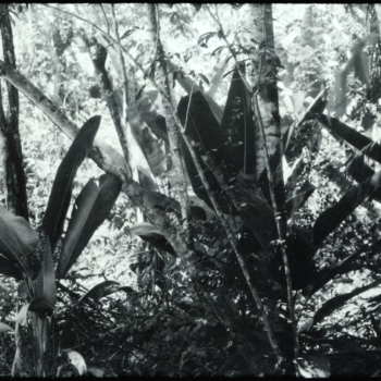 Luzia Simons, Humboldt ist niemals da gewesen (Landschaft 03), 2013