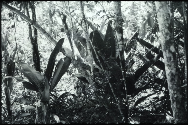 Luzia Simons, Humboldt ist niemals da gewesen (Landschaft 03), 2013
A1A pigment print
58,5 x 86 cm
Edition of 5 + 1 AP