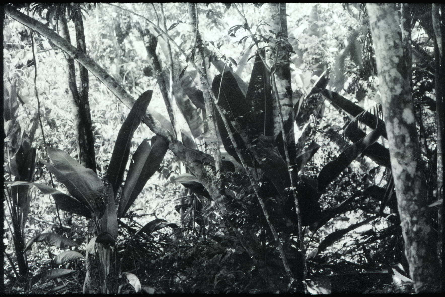 Luzia Simons, Humboldt ist niemals da gewesen (Landschaft 03), 2013
A1A pigment print
58,5 x 86 cm
Edition of 5 + 1 AP