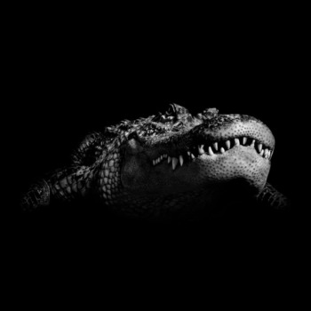 P. Hebeisen, Crocodile 2008, 123 x 154 cm, framed, Edition of 7 P. Hebeisen, Crocodile 2008, 123 x 154 cm, framed, Edition of 7