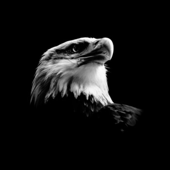 P. Hebeisen, Eagle 2008, 123 x 154 cm, framed, Edition of 7 P. Hebeisen, Eagle 2008, 123 x 154 cm, framed, Edition of 7