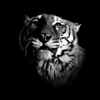 P. Hebeisen, Tiger 2008, 123 x 154 cm, framed, Edition of 7 P. Hebeisen, Tiger 2008, 123 x 154 cm, framed, Edition of 7