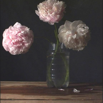 Peonien XVI, 2006