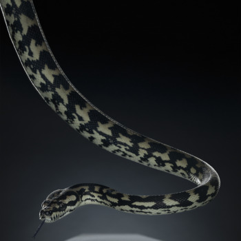 Peter Hebeisen, Snake, 2012,