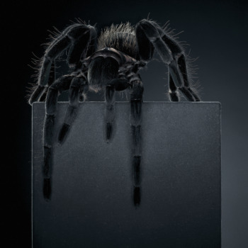 Peter Hebeisen, Tarantula, 2012,