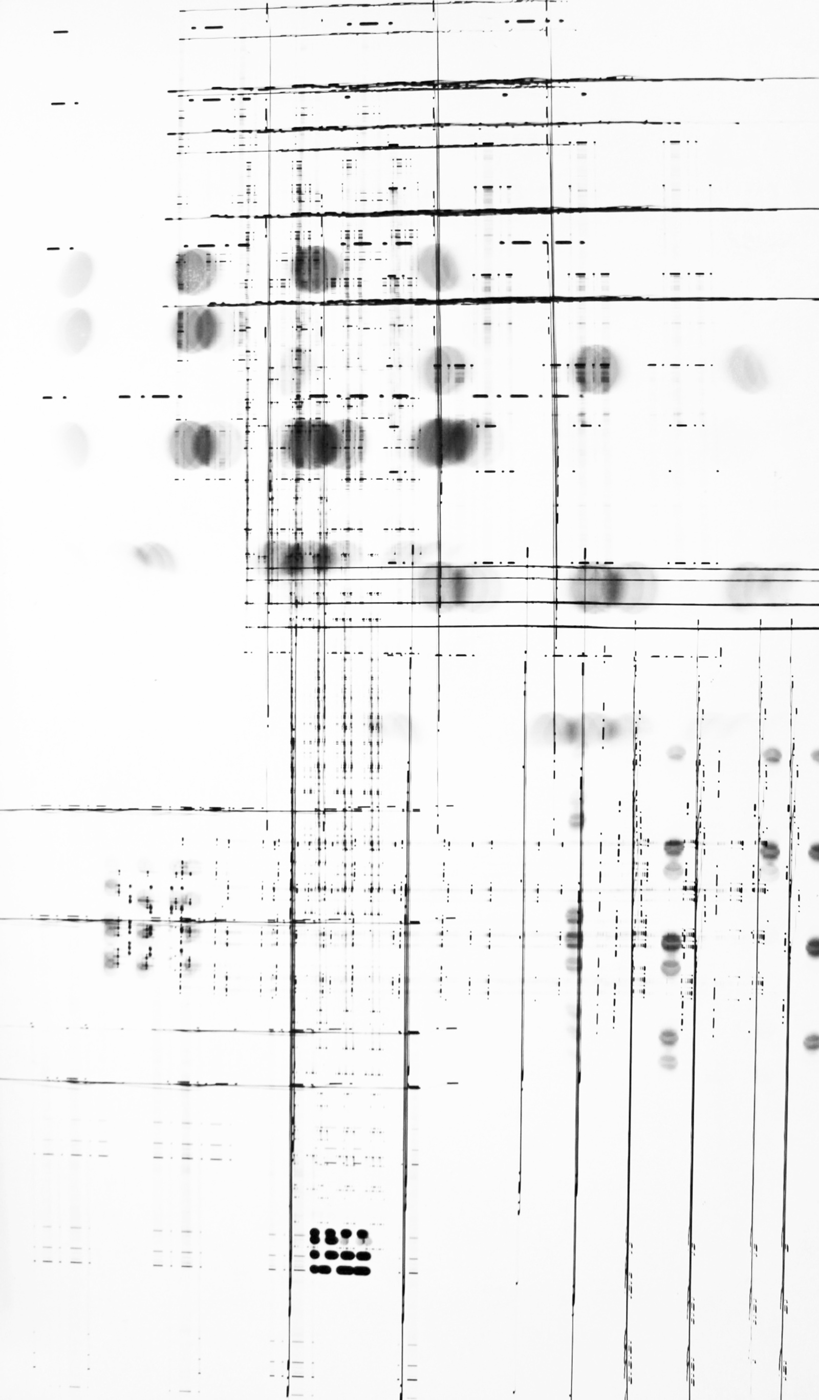 Roger Humbert, Untitled (Photogram #23), 1967
Photogram on Baryta paper mounted on aluminum
29,5 x 50 cm
Unique