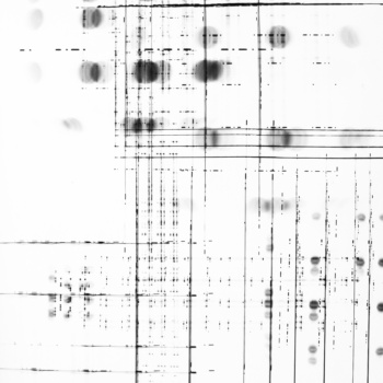 Roger Humbert, Untitled (Photogram #23), 1967