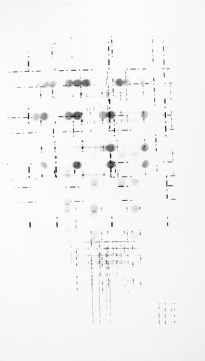 Roger Humbert, Untitled (Photogram #24), 1967
Photogram on Baryta paper mounted on aluminum
29,5 x 50 cm
Unique