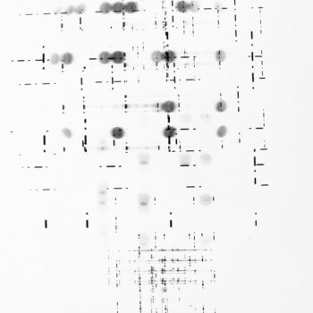 Roger Humbert, Untitled (Photogram #24), 1967