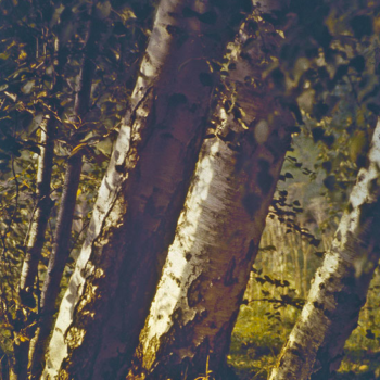 Romeo Vendrame, Arbor #01, 2011