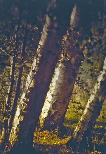 Romeo Vendrame, Arbor #01, 2011
From the series Arbor
Lambda Print, between acrylic glass
90 x 60 cm
Edition of 3