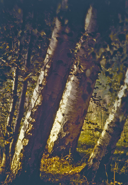 Romeo Vendrame, Arbor #01, 2011
From the series Arbor
Lambda Print, between acrylic glass
90 x 60 cm
Edition of 3