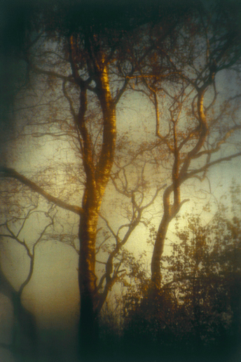 Romeo Vendrame, Arbor #03, 2011
From the series Arbor
Lambda Print, between acrylic glass
90 x 60 cm
Edition of 3