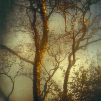 Romeo Vendrame, Arbor #03, 2011