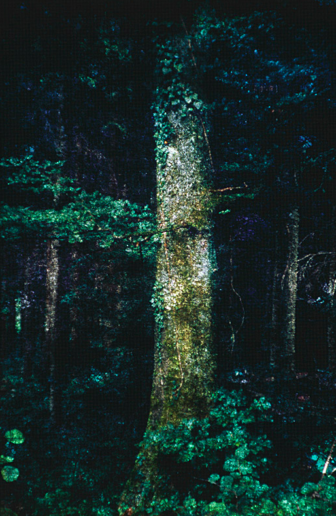 Romeo Vendrame, Arbor #10, 2013
From the series Arbor
Lambda Print, between acrylic glass
90 x 60 cm
Edition of 3