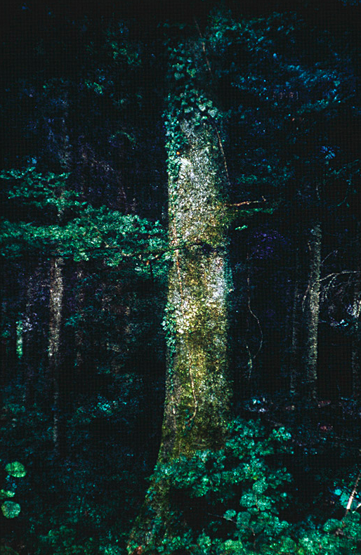 Romeo Vendrame, Arbor #10, 2013
From the series Arbor
Lambda Print, between acrylic glass
90 x 60 cm
Edition of 3