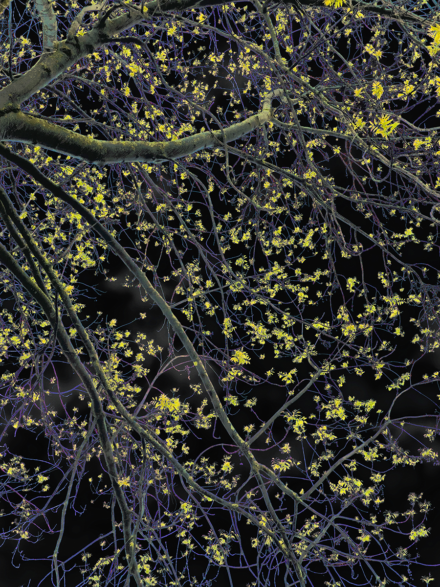 Sonja Maria Schobinger  (*1970)
Paradise No. 17, 2025
Fine Art Pigment Print on Hahnemühle
130.5 x 101 cm, Edition 1/5 + 2 AP.
With passepartout, Mounted on aluminium, Frame Oak, museum glass
