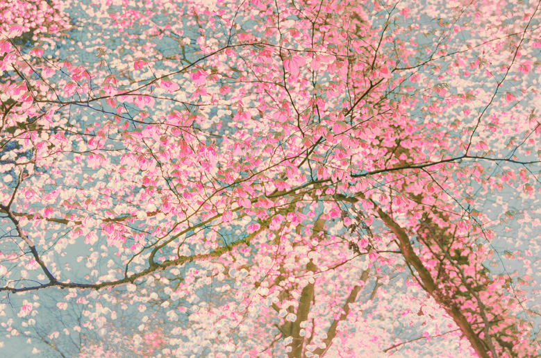 Sonja Maria Schobinger
Trees, No. 42, 2020, 102 x 136 cm, Ed. 1/5 + 1 AP
Fine Art Pigment Print on Hahnemühle. Frame: Oak, museums glass