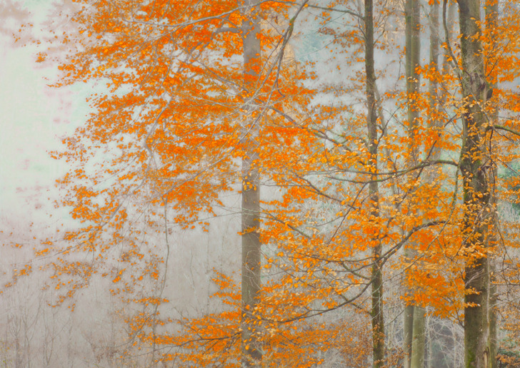 Sonja Maria Schobinger
Trees, 2020, 102 x 136 cm, Ed. 1/5 + 1 AP
Fine Art Pigment Print on Hahnemühle. Frame: Oak, museums glass