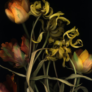 Luzia Simons, Stockage 65, 2009