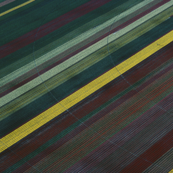 Georg Gerster, Tulips, France, 1992