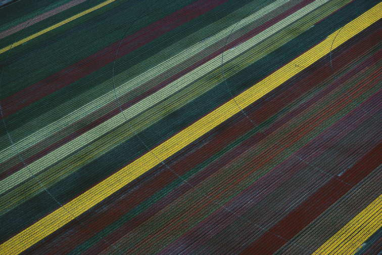 Georg Gerster, Tulips, France, 1992
Inkjet printed with pigmented Epson Ultra Chrome K3, on Epson Exhibition Fiber Paper
100 x 150 cm
Edition of 8 + 2 AP