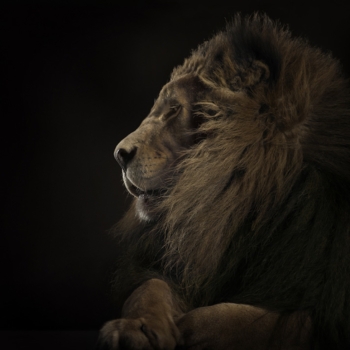 Peter Hebeisen, Lion, 2008
