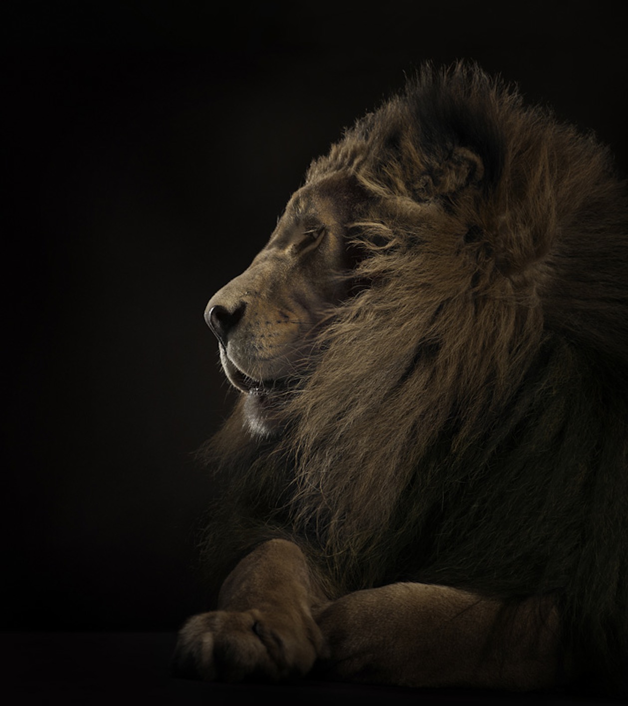 Peter Hebeisen, Lion, 2008
Pigment print on Archival paper 
130 x 112 cm 
Edition of 7+ 2 AP