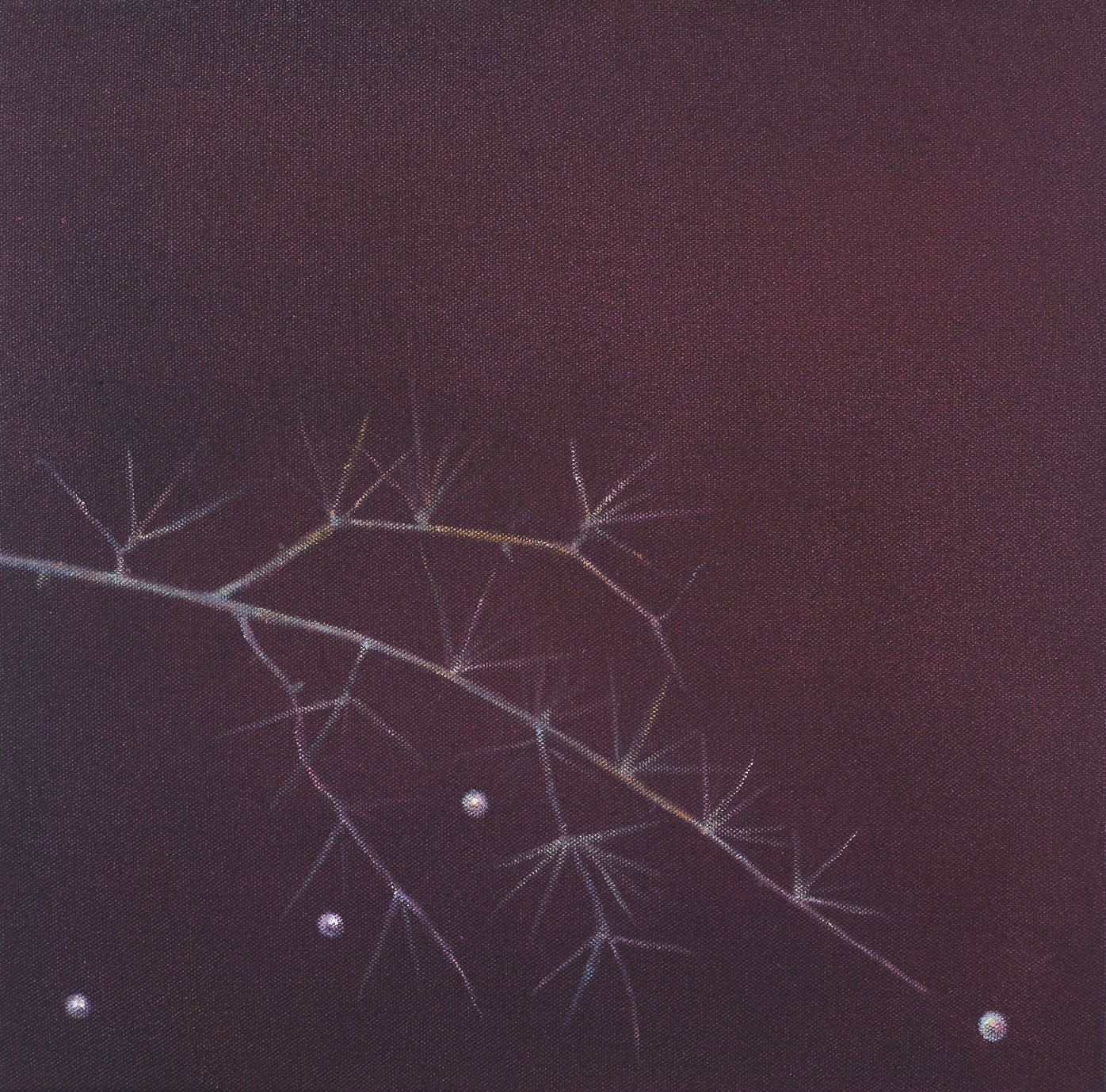 Angela Lyn, family garden l, 2016
From the series floating gardens
Oil on canvas
32,5 x 32,5 cm 