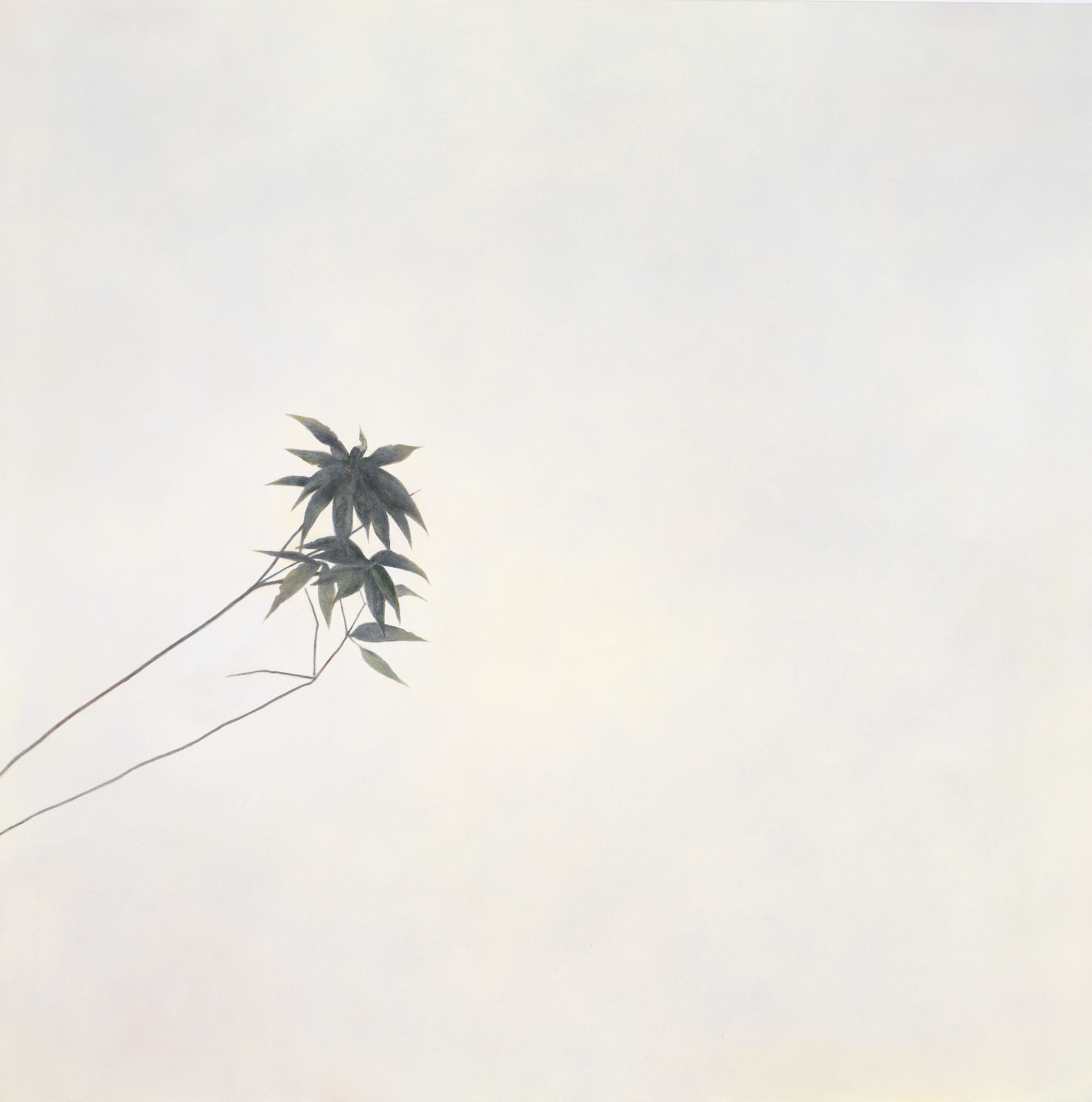Angela Lyn, pilgrim, 2016
From the series floating gardens
Oil on Canvas
130 x 130 cm